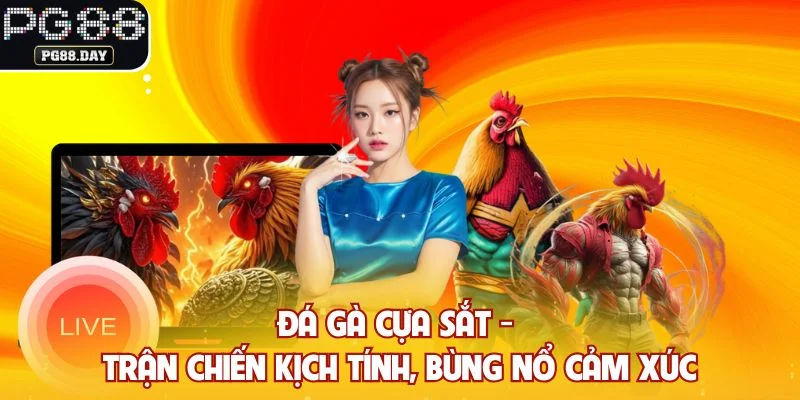 Đá Gà Cựa Sắt - Trận Chiến Kịch Tính, Bùng Nổ Cảm Xúc